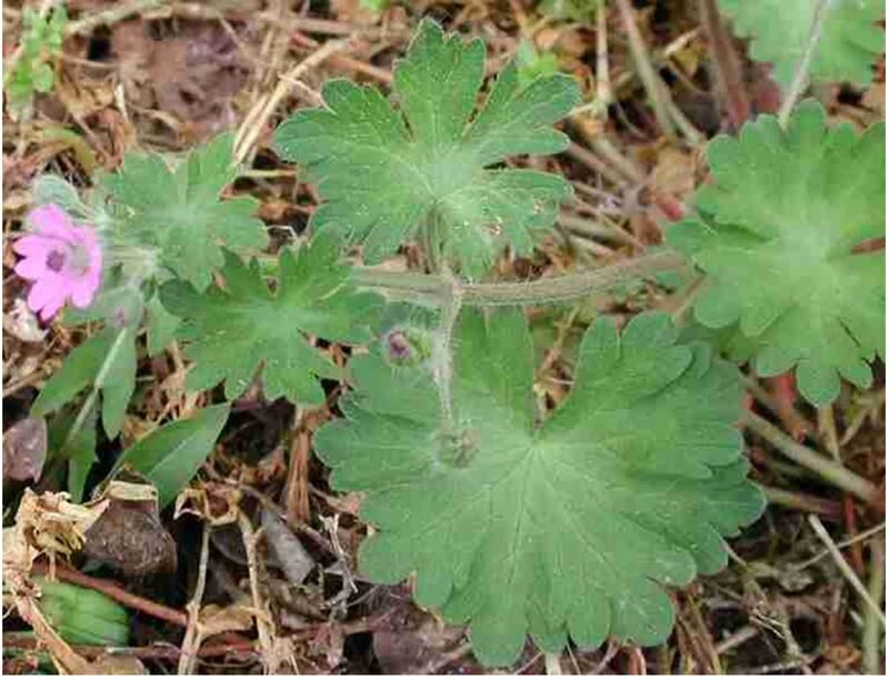 Dovefoot Geranium