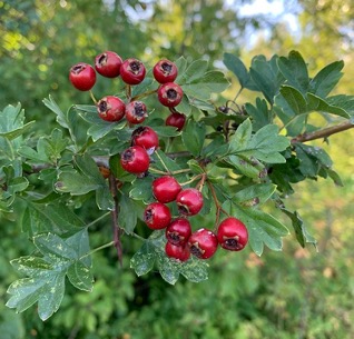 English Hawthorn