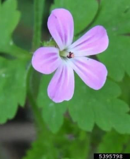 Herb Robert
