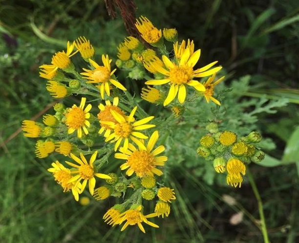 Tansey Ragwort